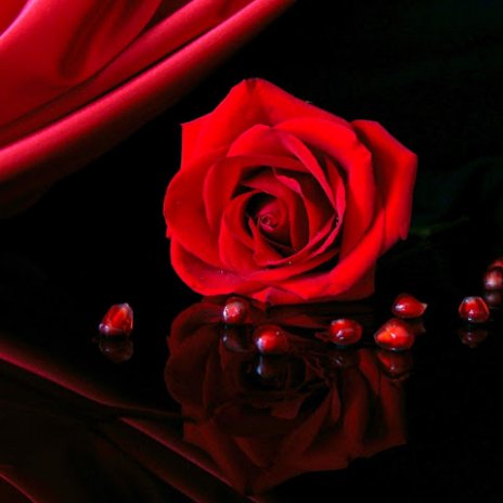 Wallpaper Bunga Mawar Merah<br/>