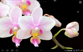 Orchids Wallpaper screenshot 1