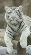 White Tiger Live Wallpaper screenshot 2