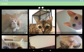 Cat Snaps - Make Cat Selfies screenshot 5