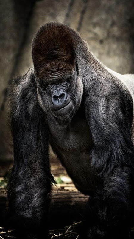 Gorilla Photos, Download The BEST Free Gorilla Stock Photos & HD Images