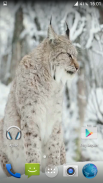 Lynx. Video Wallpaper screenshot 5