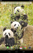 Panda Menggemaskan Hidup Wallpaper screenshot 2