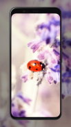 Ladybug Wallpapers screenshot 4