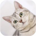 Cats Video Wallpapers Icon