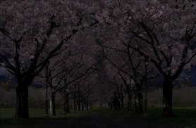 Spring Cherry Blossom Live Wallpaper FREE screenshot 0