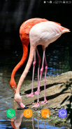 Flamingo wallpaper screenshot 8