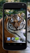 4K Tiger Video Wallpaper screenshot 3