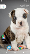 Pitbull Pup Wallpaper HD screenshot 7