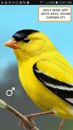 iBird Lite Free Guide to Birds screenshot 1