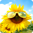 Sunflower Wallpapers Icon