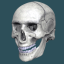 Sistema Oseo en 3D (anatomía)