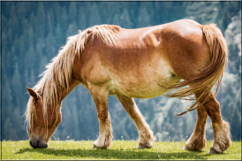 Horses Jigsaw Puzzles screenshot 1