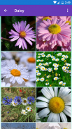 Daisy, Lily, Water Lily Wallpa screenshot 5
