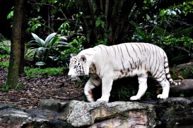 White Tiger Live Wallpaper (Backgrounds) screenshot 3