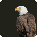 Eagle Live Wallpaper HD