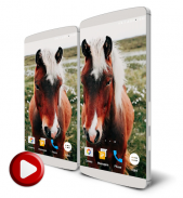 Horses Video Live Wallpaper screenshot 0