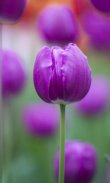 HD Purple Tulips Wallpaper screenshot 0