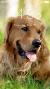 Golden Retriever Lock Screen screenshot 3