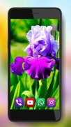 Spring Irises and Narcissus Flowers Live Wallpaper screenshot 0