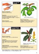 Herbal and Medicinal plants - Fight diseases screenshot 0