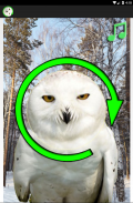 White Owl Spinner Prank screenshot 4