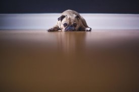 Pug Wallpaper: backgrounds hd screenshot 22