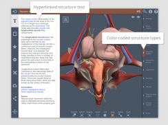 Male Pelvis: 3D RT - Sub screenshot 8