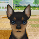 Dog Sweetie Icon