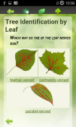 Tree Identification screenshot 1