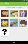 Boletus lite - champignons screenshot 0