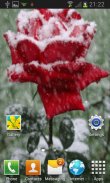 Icy Red Rose Live Wallpaper screenshot 1