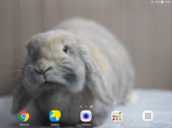 Rabbit Licks Your Screen LWP screenshot 7