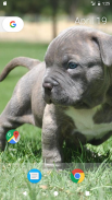 Pitbull Pup Wallpaper HD screenshot 0