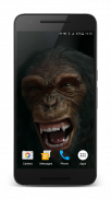 Talking Monkey Live Wallpaper screenshot 1