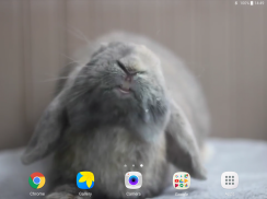 Rabbit Licks Your Screen LWP screenshot 10