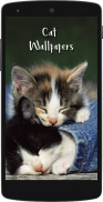 Cute Cat HD Wallpapers screenshot 0