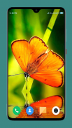 HD Butterfly Wallpaper screenshot 14