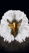 Eagle Wallpapers screenshot 14