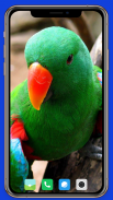 Parrot Wallpaper HD screenshot 14