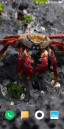 Crab Wallpaper screenshot 10