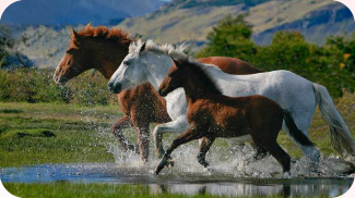 Пазлы - Красивые Лошади и Пони screenshot 1