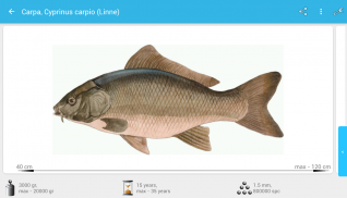 Planeta Peixes screenshot 6