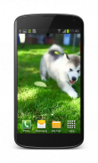 Little Puppy Video Wallpaper screenshot 2