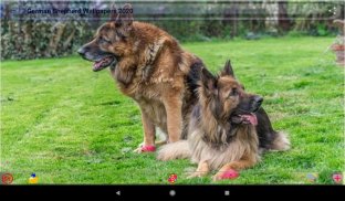 Dog German Shepherd Wallpapers screenshot 7