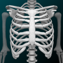 Osseous System in 3D (Anatomy) Icon