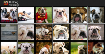 Bulldog - HD Wallpapers screenshot 3