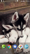 Cute Husky Puppy Wallpaper screenshot 3