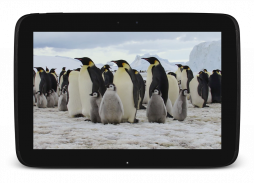 पेंगुइन लाइव वॉलपेपर screenshot 8