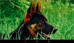 Dog German Shepherd Wallpapers screenshot 1